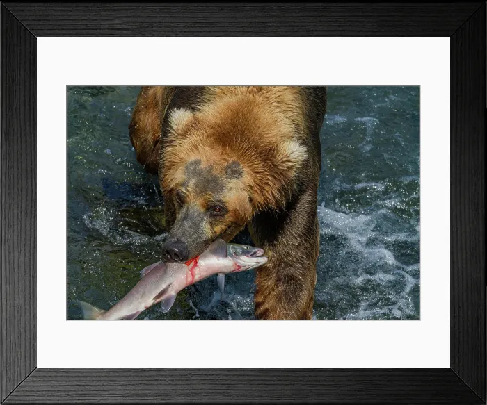 Framed Print : Adult brown bear (Ursus arctos) foraging for salmon at the Brooks River, Katmai National Park, Alaska, United States of America Framed Print : Adult brown bear (Ursus arctos) foraging for salmon at the Brooks River, Katmai National Park, Alaska, United States of America