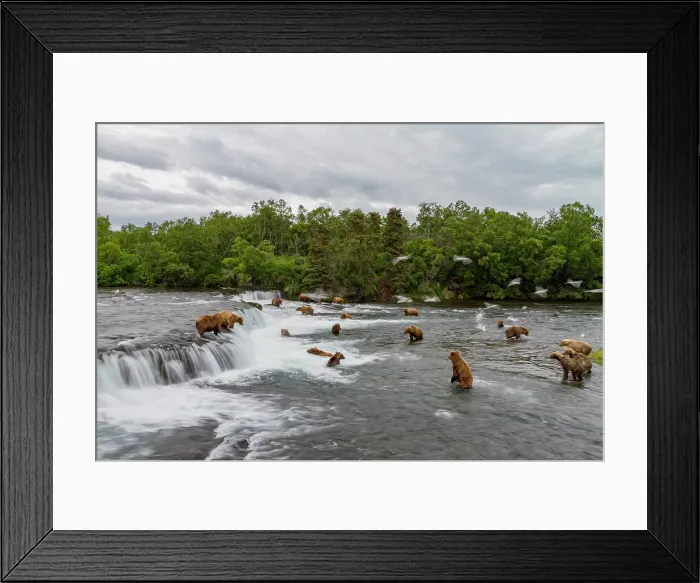 Framed Print : View from Park Service platform where adult brown bears (Ursus arctos) forage for salmon, Katmai National Park, Alaska, United States of America