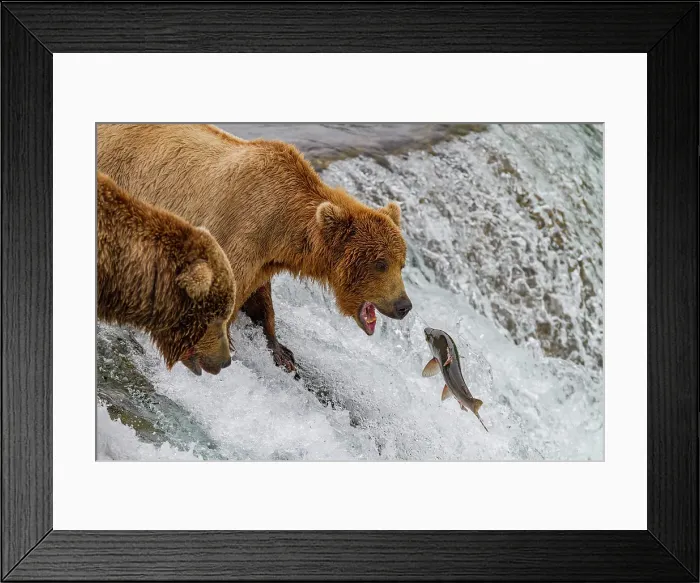 Framed Print : Adult brown bears (Ursus arctos) foraging for salmon at the Brooks River, Katmai National Park, Alaska, United States of America