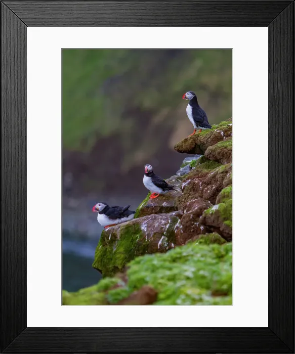 Framed Print : Adult Atlantic puffin (Fratercula arctica) during breeding season on tiny Grimsey Island, Iceland Framed Print : Adult Atlantic puffin (Fratercula arctica) during breeding season on tiny Grimsey Island, Iceland