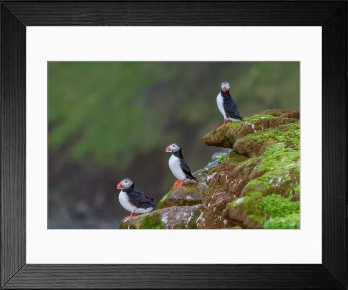 Framed Print : Adult Atlantic puffin (Fratercula arctica) during breeding season on tiny Grimsey Island, Iceland Framed Print : Adult Atlantic puffin (Fratercula arctica) during breeding season on tiny Grimsey Island, Iceland