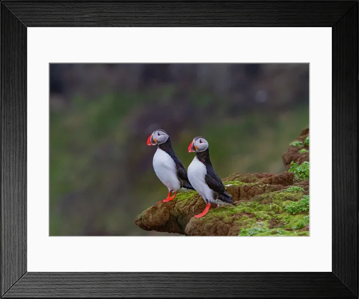 Framed Print : Adult Atlantic puffin (Fratercula arctica) during breeding season on tiny Grimsey Island, Iceland Framed Print : Adult Atlantic puffin (Fratercula arctica) during breeding season on tiny Grimsey Island, Iceland