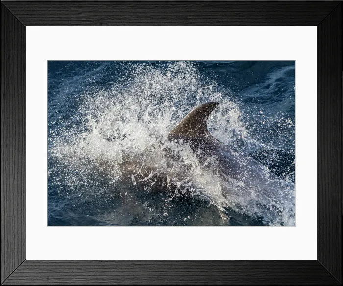 Framed Print : Adult white-beaked dolphin (Lagenorhynchus albirostris) surfacing in the Svalbard Archipelago, Norway Framed Print : Adult white-beaked dolphin (Lagenorhynchus albirostris) surfacing in the Svalbard Archipelago, Norway