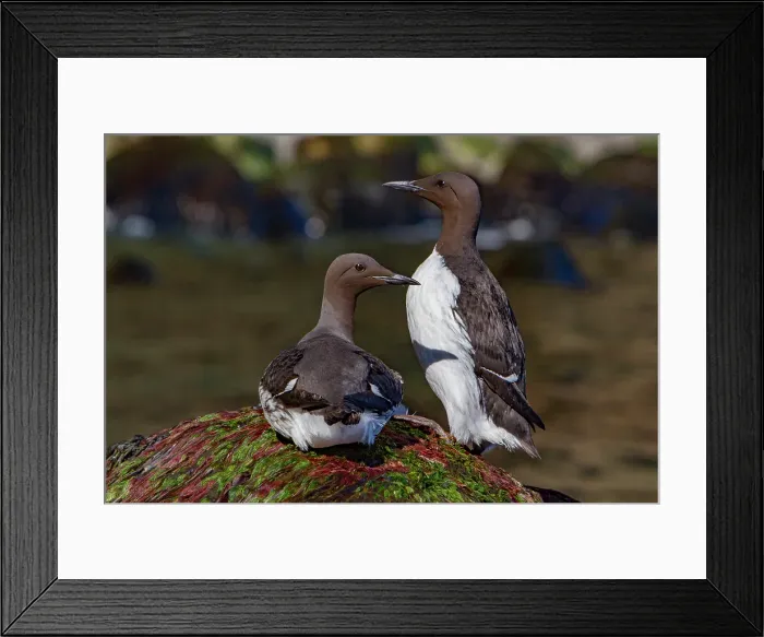 Framed Print : Common guillemots (Uria aalge), along the northern coast of Norway Framed Print : Common guillemots (Uria aalge), along the northern coast of Norway
