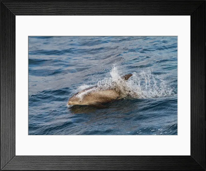 Framed Print : Adult white-beaked dolphin (Lagenorhynchus albirostris) surfacing in the Svalbard Archipelago, Norway Framed Print : Adult white-beaked dolphin (Lagenorhynchus albirostris) surfacing in the Svalbard Archipelago, Norway