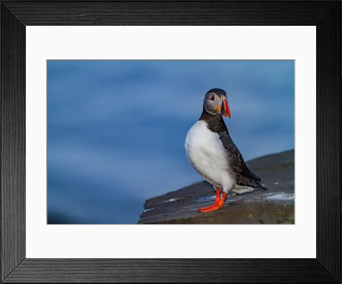 Framed Print : Adult Atlantin puffin (Fratercula arctica) during breeding season, Isfjardardjup, Westfjords region, Northwestern Iceland Framed Print : Adult Atlantin puffin (Fratercula arctica) during breeding season, Isfjardardjup, Westfjords region, Northwestern Iceland