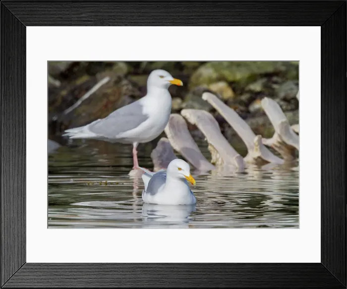 Framed Print : Adult glaucous gull (Larus hyperboreus) near fin whale carcass in the Svalbard Archipelago, Norway