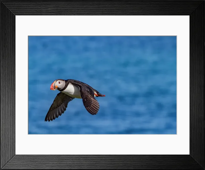 Framed Print : Adult Atlantin puffin (Fratercula arctica) during breeding season, Isfjardardjup, Westfjords region, Northwestern Iceland Framed Print : Adult Atlantin puffin (Fratercula arctica) during breeding season, Isfjardardjup, Westfjords region, Northwestern Iceland