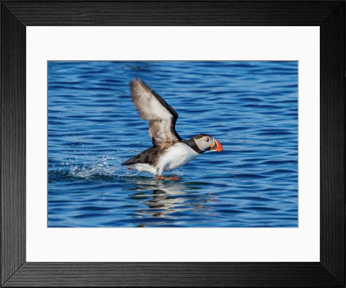Framed Print : Adult Atlantin puffin (Fratercula arctica) during breeding season, Isfjardardjup, Westfjords region, Northwestern Iceland Framed Print : Adult Atlantin puffin (Fratercula arctica) during breeding season, Isfjardardjup, Westfjords region, Northwestern Iceland