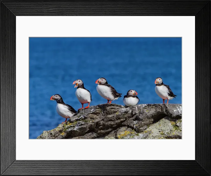 Framed Print : Adult Atlantin puffin (Fratercula arctica) during breeding season, Isfjardardjup, Westfjords region, Northwestern Iceland Framed Print : Adult Atlantin puffin (Fratercula arctica) during breeding season, Isfjardardjup, Westfjords region, Northwestern Iceland