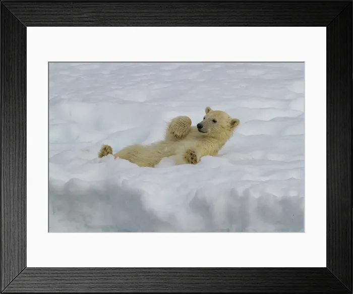 Framed Print : Polar bear (Ursus maritimus), cub of the year, playing in the snow in Holmabukta in the Svalbard Archipelago, Norway Framed Print : Polar bear (Ursus maritimus), cub of the year, playing in the snow in Holmabukta in the Svalbard Archipelago, Norway