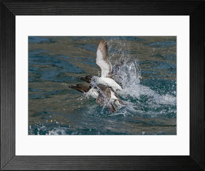 Framed Print : Adult razorbill, (Alca torda) along the Atlantic coast of Iceland