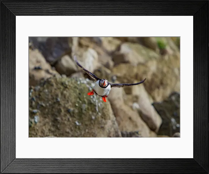 Framed Print : Adult Atlantin puffin (Fratercula arctica) during breeding season, Isfjardardjup, Westfjords region, Northwestern Iceland Framed Print : Adult Atlantin puffin (Fratercula arctica) during breeding season, Isfjardardjup, Westfjords region, Northwestern Iceland