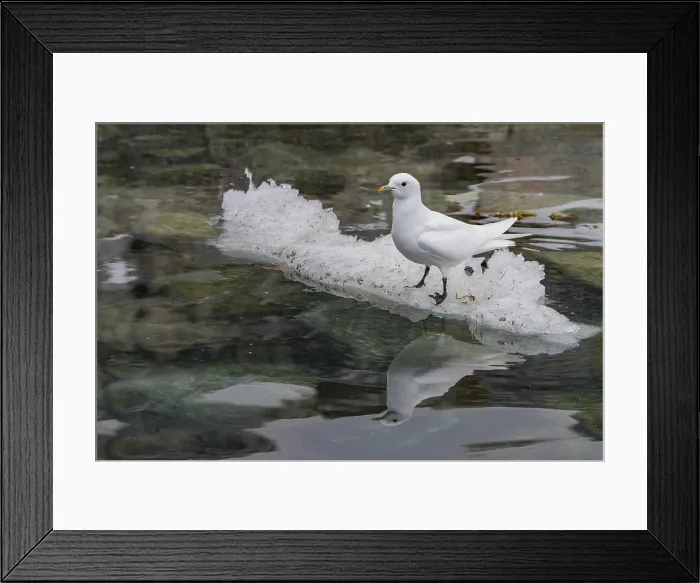 Framed Print : An adult ivory gull (Pagophila eburnea) on ice near Monaco Glacier on the north side of SpitsBergen, Vestland, Norway Framed Print : An adult ivory gull (Pagophila eburnea) on ice near Monaco Glacier on the north side of SpitsBergen, Vestland, Norway