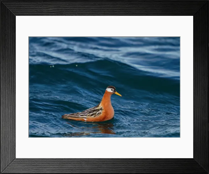 Framed Print : Adult red phalarope (Phalaropus fulicarius) in the Svalbard Archipelago, Norway Framed Print : Adult red phalarope (Phalaropus fulicarius) in the Svalbard Archipelago, Norway