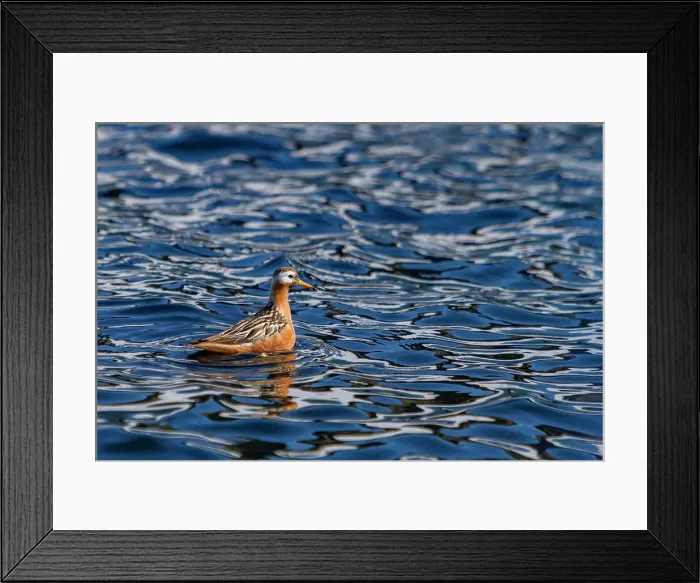 Framed Print : Adult red phalarope (Phalaropus fulicarius) in the Svalbard Archipelago, Norway Framed Print : Adult red phalarope (Phalaropus fulicarius) in the Svalbard Archipelago, Norway