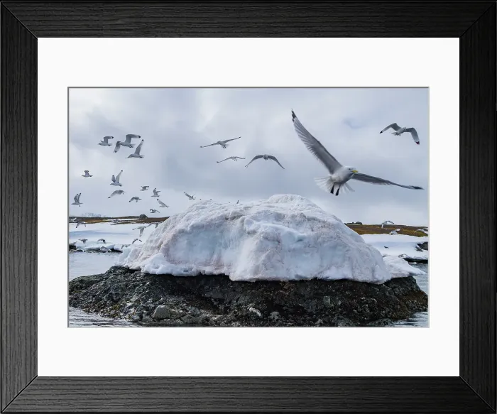 Framed Print : Adult black-legged kittiwakes (Rissa tridactyla) in flight in the Svalbard Archipelago, Barents Sea, Norway Framed Print : Adult black-legged kittiwakes (Rissa tridactyla) in flight in the Svalbard Archipelago, Barents Sea, Norway