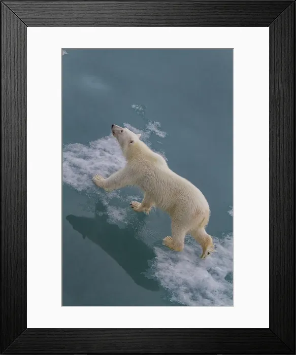 Framed Print : Young curious female polar bear (Ursus maritimus), on fast ice near Hinlopen Strait in the Svalbard Archipelago, Norway Framed Print : Young curious female polar bear (Ursus maritimus), on fast ice near Hinlopen Strait in the Svalbard Archipelago, Norway