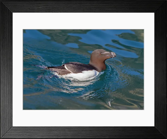 Framed Print : Adult razorbill, (Alca torda) along the Atlantic coast of Iceland Framed Print : Adult razorbill, (Alca torda) along the Atlantic coast of Iceland