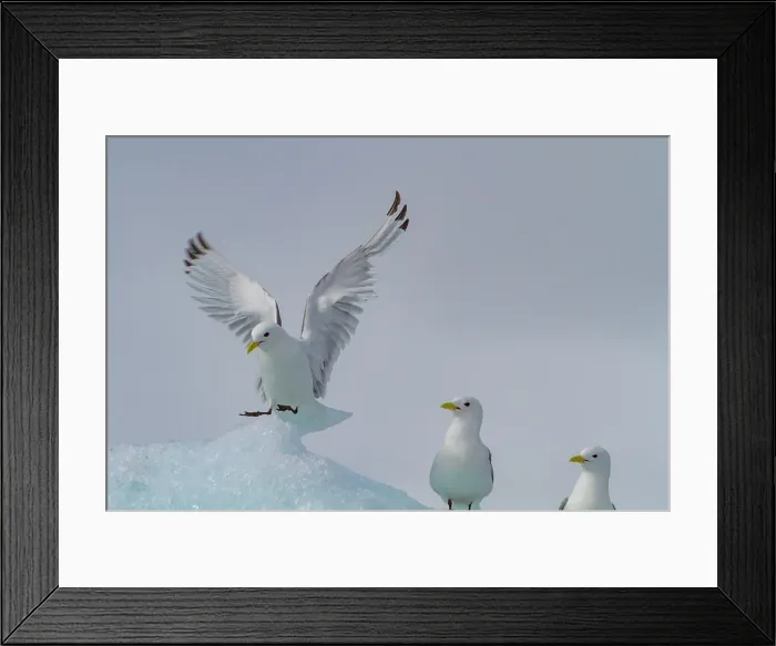Framed Print : Adult black-legged kittiwakes (Rissa tridactyla) on ice in the Svalbard Archipelago, Barents Sea, Norway Framed Print : Adult black-legged kittiwakes (Rissa tridactyla) on ice in the Svalbard Archipelago, Barents Sea, Norway
