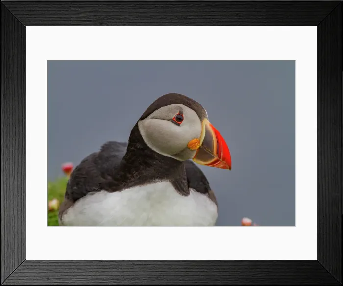 Framed Print : Adult Atlantin puffin (Fratercula arctica) during breeding season on Sumburgh Head, Shetlands, Scotland, United Kingdom Framed Print : Adult Atlantin puffin (Fratercula arctica) during breeding season on Sumburgh Head, Shetlands, Scotland, United Kingdom