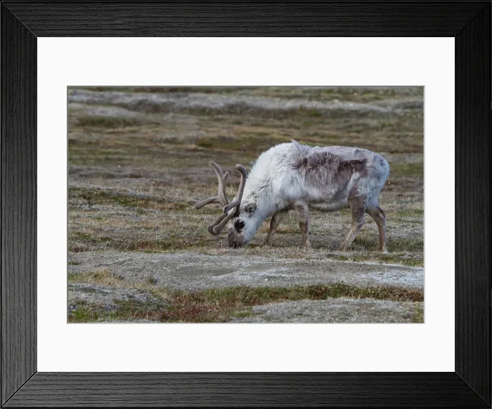 Framed Print : Adult Svalbard reindeer (Rangifer tarandus platyrhynchus) grazing within the town limits of Longyearbyen, Svalbard, Norway Framed Print : Adult Svalbard reindeer (Rangifer tarandus platyrhynchus) grazing within the town limits of Longyearbyen, Svalbard, Norway