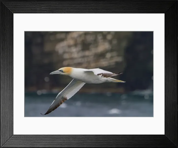 Framed Print : Northern gannet (Morus bassanas), on the wing at the cliffs of Noss, Shetland Islands, Scotland, United Kingdom Framed Print : Northern gannet (Morus bassanas), on the wing at the cliffs of Noss, Shetland Islands, Scotland, United Kingdom
