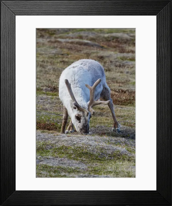 Framed Print : Adult Svalbard reindeer (Rangifer tarandus platyrhynchus) grazing within the town limits of Longyearbyen, Svalbard, Norway Framed Print : Adult Svalbard reindeer (Rangifer tarandus platyrhynchus) grazing within the town limits of Longyearbyen, Svalbard, Norway