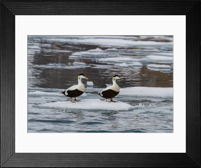 Framed Print : Adult male common eider ducks (Somateria mollissima) in breeding plumage in the Svalbard Archipelago, Norway Framed Print : Adult male common eider ducks (Somateria mollissima) in breeding plumage in the Svalbard Archipelago, Norway