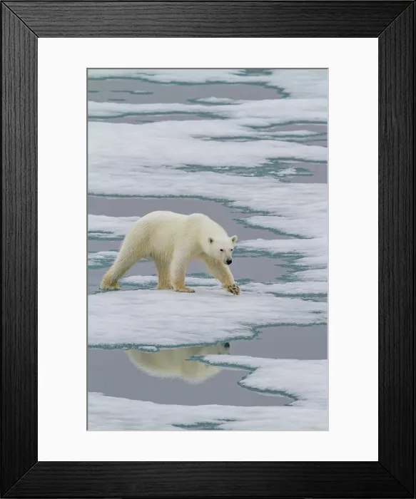 Framed Print : Young curious female polar bear (Ursus maritimus), on fast ice near Hinlopen Strait in the Svalbard Archipelago, Norway Framed Print : Young curious female polar bear (Ursus maritimus), on fast ice near Hinlopen Strait in the Svalbard Archipelago, Norway