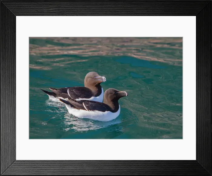Framed Print : Adult razorbills (Alca torda), along the Atlantic coast of Iceland Framed Print : Adult razorbills (Alca torda), along the Atlantic coast of Iceland