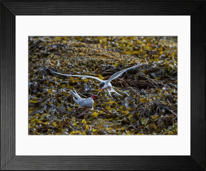 Framed Print : Adult arctic tern (Sterna paradisaea) male bringing female a fish, Spitsbergen Island in the Svalbard Archipelago, Norway Framed Print : Adult arctic tern (Sterna paradisaea) male bringing female a fish, Spitsbergen Island in the Svalbard Archipelago, Norway