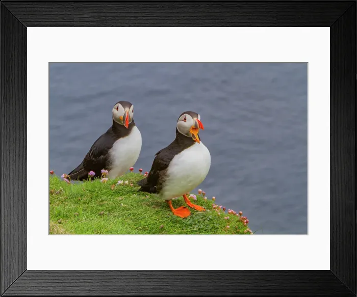 Framed Print : Adult Atlantin puffin (Fratercula arctica) during breeding season on Sumburgh Head, Shetlands, Scotland, United Kingdom Framed Print : Adult Atlantin puffin (Fratercula arctica) during breeding season on Sumburgh Head, Shetlands, Scotland, United Kingdom