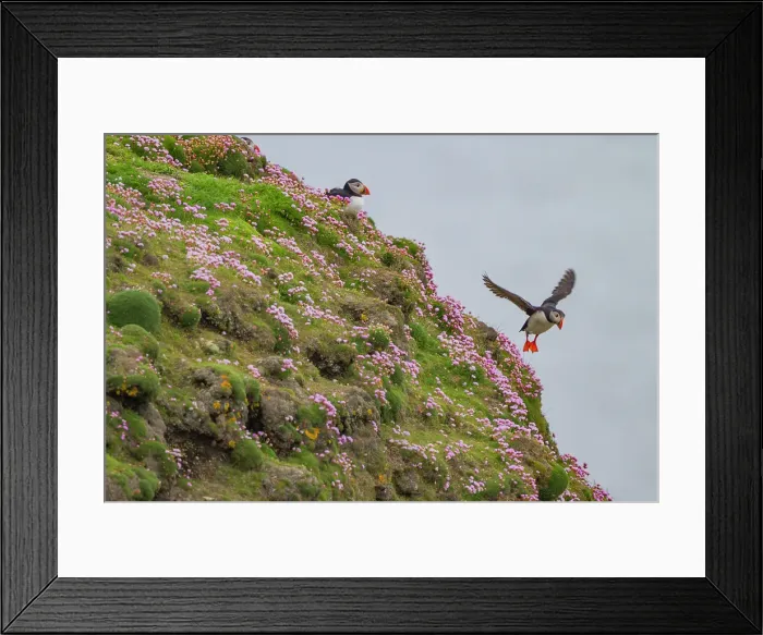 Framed Print : Adult Atlantin puffin (Fratercula arctica) during breeding season on Sumburgh Head, Shetlands, Scotland, United Kingdom Framed Print : Adult Atlantin puffin (Fratercula arctica) during breeding season on Sumburgh Head, Shetlands, Scotland, United Kingdom