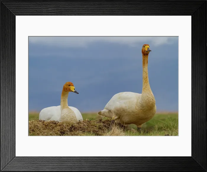 Framed Print : Adult whooper swan (Cygnus cygnus), pair on nest near Lake Myvatn, Iceland Framed Print : Adult whooper swan (Cygnus cygnus), pair on nest near Lake Myvatn, Iceland