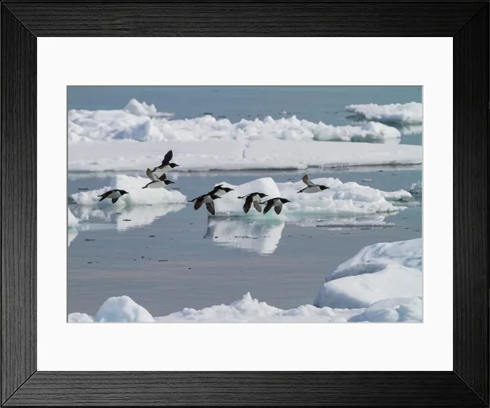Framed Print : Brunnichs guillemots (Uria lomvia) in flight at Cape Fanshawe in the Svalbard Archipelago, Norway Framed Print : Brunnichs guillemots (Uria lomvia) in flight at Cape Fanshawe in the Svalbard Archipelago, Norway