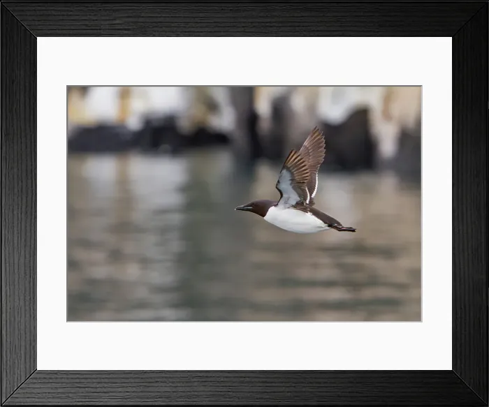 Framed Print : Brunnichs guillemot (Uria lomvia) in flight at Cape Fanshawe in the Svalbard Archipelago, Norway Framed Print : Brunnichs guillemot (Uria lomvia) in flight at Cape Fanshawe in the Svalbard Archipelago, Norway