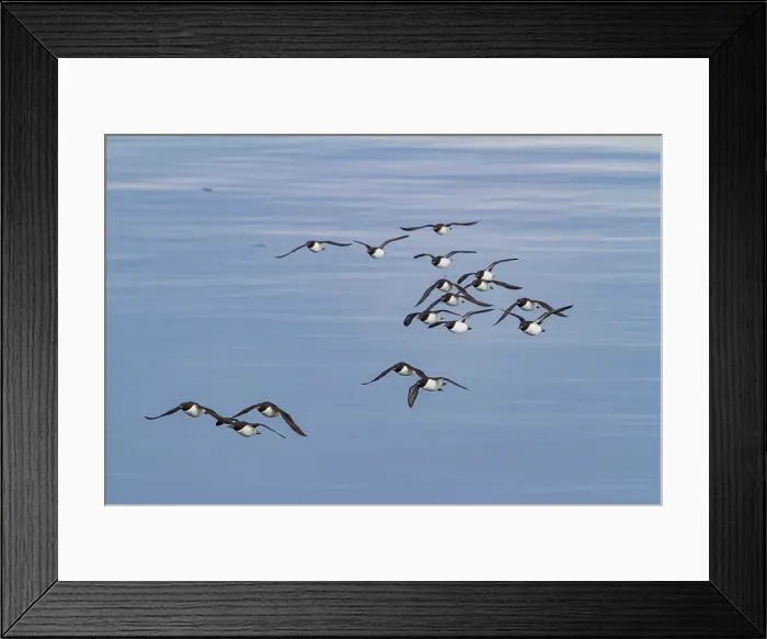 Framed Print : Brunnichs guillemots (Uria lomvia) in flight at Cape Fanshawe in the Svalbard Archipelago, Norway Framed Print : Brunnichs guillemots (Uria lomvia) in flight at Cape Fanshawe in the Svalbard Archipelago, Norway