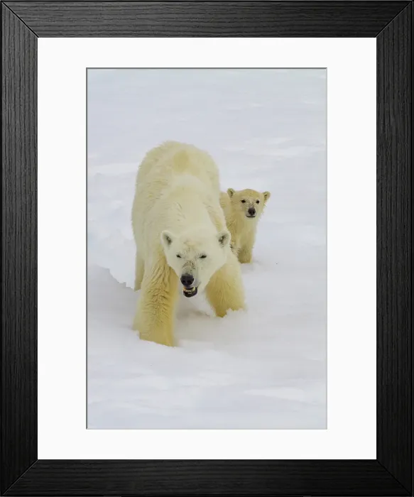 Framed Print : Mother polar bear (Ursus maritimus), with cub of the year in Holmabukta in the Svalbard Archipelago, Norway Framed Print : Mother polar bear (Ursus maritimus), with cub of the year in Holmabukta in the Svalbard Archipelago, Norway