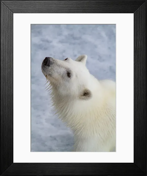 Framed Print : Young curious female polar bear (Ursus maritimus), on fast ice near Hinlopen Strait in the Svalbard Archipelago, Norway Framed Print : Young curious female polar bear (Ursus maritimus), on fast ice near Hinlopen Strait in the Svalbard Archipelago, Norway