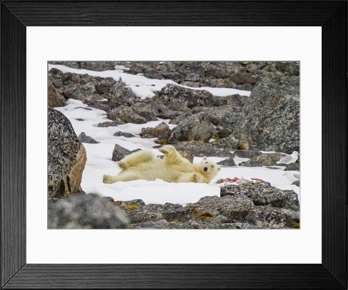 Framed Print : An adult polar bear (Ursus maritimus) guarding a caribou kill in Holmabukta in the Svalbard Archipelago, Norway Framed Print : An adult polar bear (Ursus maritimus) guarding a caribou kill in Holmabukta in the Svalbard Archipelago, Norway