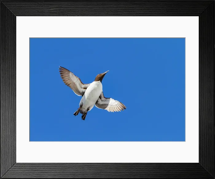 Framed Print : Brunnichs guillemot (Uria lomvia) in flight at Cape Fanshawe in the Svalbard Archipelago, Norway Framed Print : Brunnichs guillemot (Uria lomvia) in flight at Cape Fanshawe in the Svalbard Archipelago, Norway