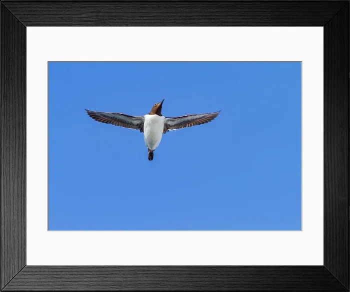 Framed Print : Brunnichs guillemot (Uria lomvia) in flight at Cape Fanshawe in the Svalbard Archipelago, Norway Framed Print : Brunnichs guillemot (Uria lomvia) in flight at Cape Fanshawe in the Svalbard Archipelago, Norway