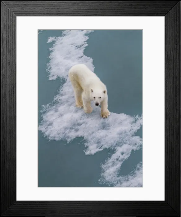 Framed Print : Young curious female polar bear (Ursus maritimus), on fast ice near Hinlopen Strait in the Svalbard Archipelago, Norway Framed Print : Young curious female polar bear (Ursus maritimus), on fast ice near Hinlopen Strait in the Svalbard Archipelago, Norway