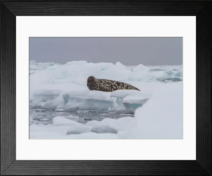 Framed Print : Adult male hooded seal (Cystophora cristata) hauled out on pack-ice in seasof Denmark Strait, between Iceland and Greenland Framed Print : Adult male hooded seal (Cystophora cristata) hauled out on pack-ice in seasof Denmark Strait, between Iceland and Greenland