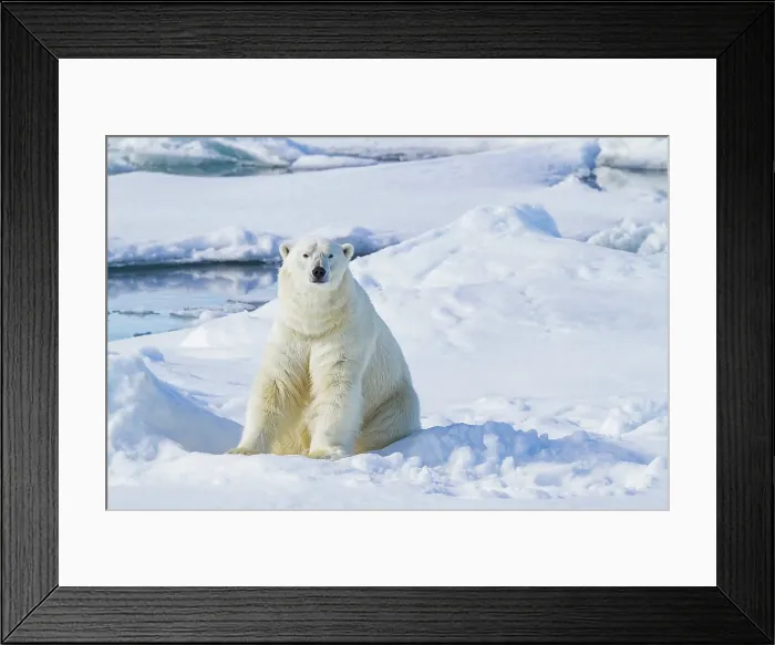 Framed Print : Adult male polar bear (Ursus maritimus), on multi-year ice floes off the eastern coast of Spitsbergen in the Svalbard, Norway Framed Print : Adult male polar bear (Ursus maritimus), on multi-year ice floes off the eastern coast of Spitsbergen in the Svalbard, Norway