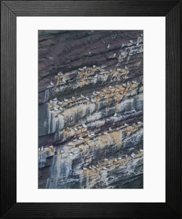 Framed Print : Northern gannet (Morus bassanas) breeding colony at the cliffs of Noss, Shetland Islands, Scotland, United Kingdom Framed Print : Northern gannet (Morus bassanas) breeding colony at the cliffs of Noss, Shetland Islands, Scotland, United Kingdom