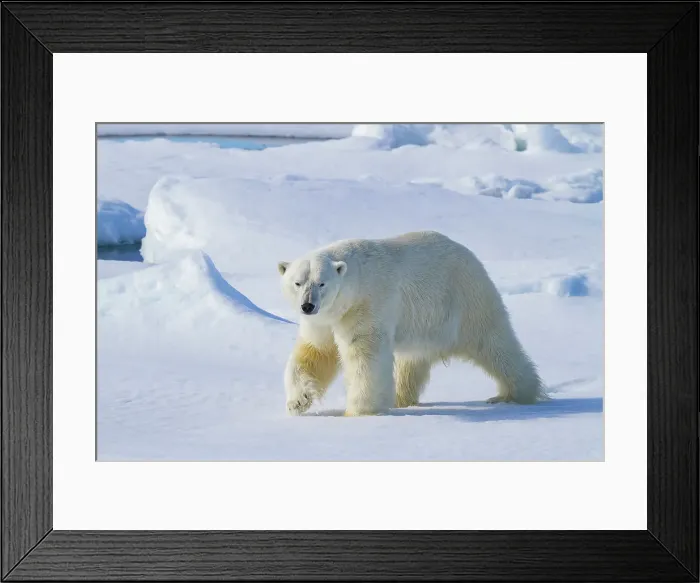 Framed Print : Adult male polar bear (Ursus maritimus), on multi-year ice floes off the eastern coast of Spitsbergen in the Svalbard, Norway Framed Print : Adult male polar bear (Ursus maritimus), on multi-year ice floes off the eastern coast of Spitsbergen in the Svalbard, Norway