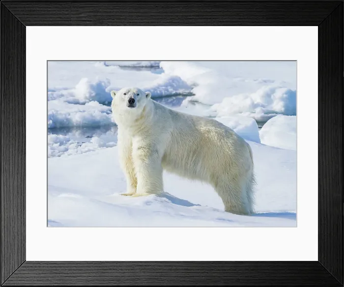 Framed Print : Adult male polar bear (Ursus maritimus), on multi-year ice floes off the eastern coast of Spitsbergen in the Svalbard, Norway Framed Print : Adult male polar bear (Ursus maritimus), on multi-year ice floes off the eastern coast of Spitsbergen in the Svalbard, Norway