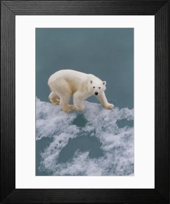 Framed Print : Young curious female polar bear (Ursus maritimus), on fast ice near Hinlopen Strait in the Svalbard Archipelago, Norway Framed Print : Young curious female polar bear (Ursus maritimus), on fast ice near Hinlopen Strait in the Svalbard Archipelago, Norway